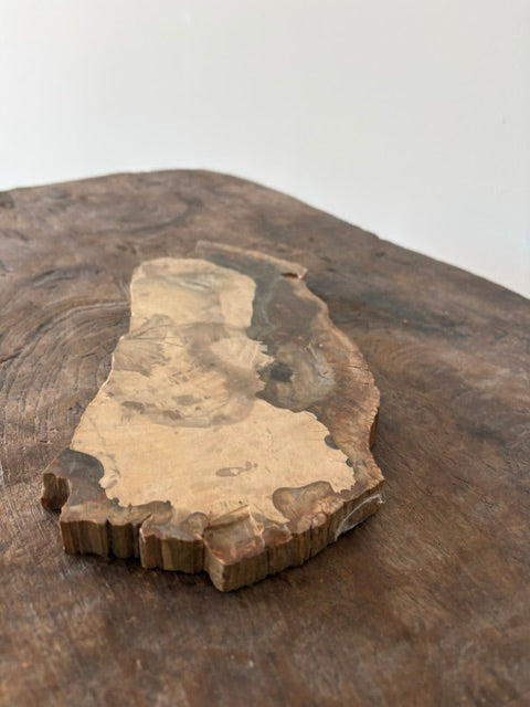 Prachtige stuk versteend hout