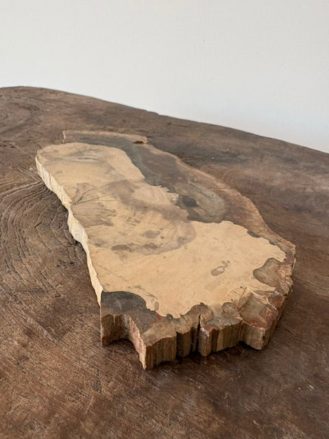 Prachtige stuk versteend hout