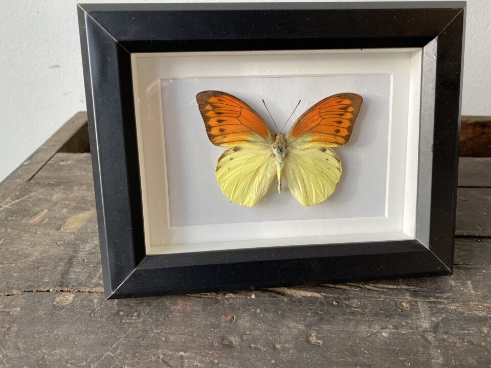 Stewart Island Definitief Doe mee Mooie gele vlinder in zwarte lijst - Vindustrial